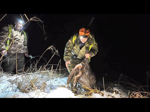 Видео: УДАЛОСЬ ДОБЫТЬ ДВУХ ЗДОРОВЕННЫХ БОБРОВ. ОХОТА НА БОБРА НОЧЬЮ С ПОДХОДА. SFH VIGIL 19.
