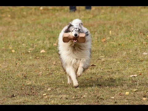 Видео: Кубок Москвы 2014 г. по ОКД и ЗКС.