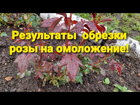 Видео: Результаты обрезки розы на омоложение!