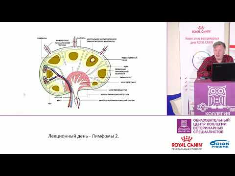 Видео: Лимфомы. Прогнозы - Пака М. В.