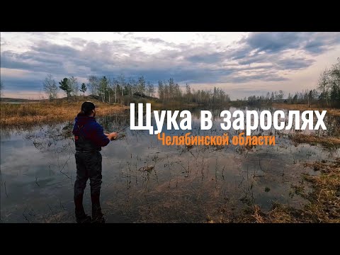 Видео: ЩУКА в БОЛОТЕ! ОТКУДА? НАШЛИ МНОГО РЫБЫ В ЛУЖЕ. РЫБАЛКА АРГАЗИ!
