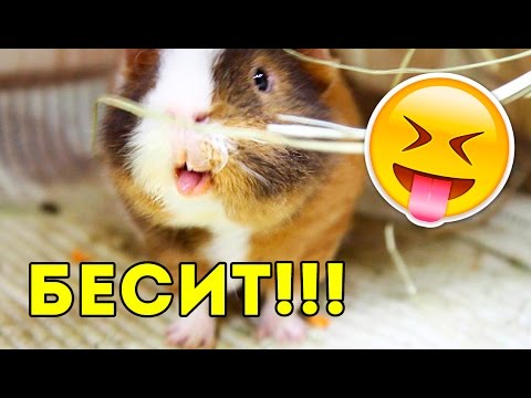 Видео: Минусы Морских Свинок ВСЯ ПРАВДА / SvinkiShow