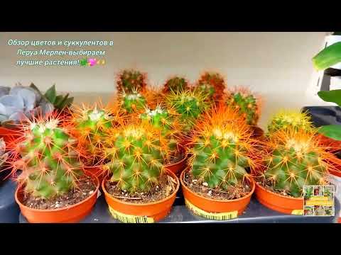 Видео: Обзор цветов и суккулентов в Леруа Мерлен-выбираем лучшие растения.🌿💖🫶