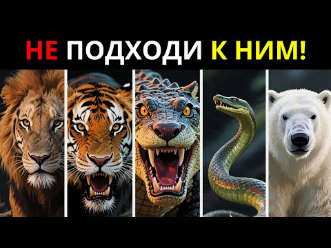 Видео: 5 Самых Опасных Животных Каждого Континента