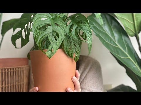 Видео: Обзор моих комнатных растений. Мой уход за комнатными цветами 1 часть