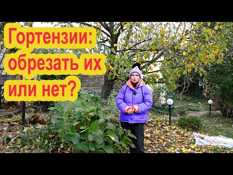 Видео: Нужно ли обрезать гортензии осенью?