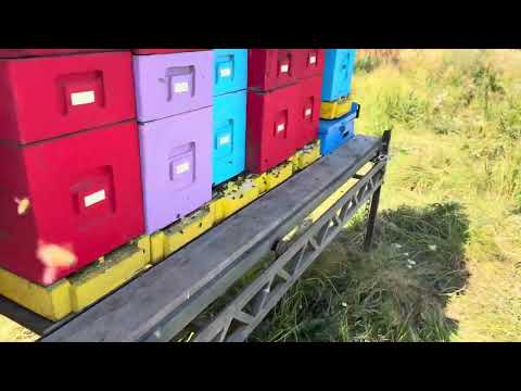 Видео: ОТКАЧКА МЁДА 2025 ЦЕНЫ НА ЛИПОВЫЙ И ЛЕСНОЙ МЁД