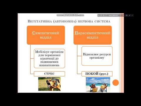 Видео: Периферична НС.  Автономний відділ