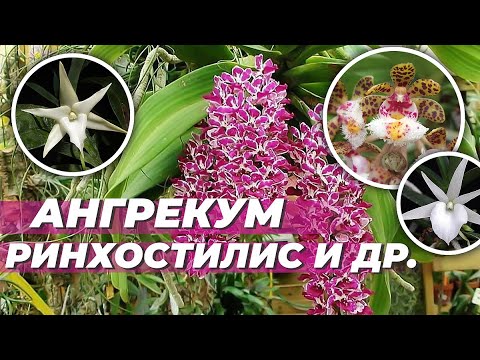 Видео: Часть 5. Инвентаризация орхидей 2021. Ангрекум, ринхостилис, лептотес, клейсоцентон, ренантера и др.