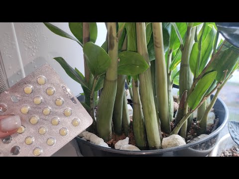 Видео: Добавьте 2 таблетки в полив, и даже слабый Замиокулькас воспрянет, позеленеет и начнёт расти!