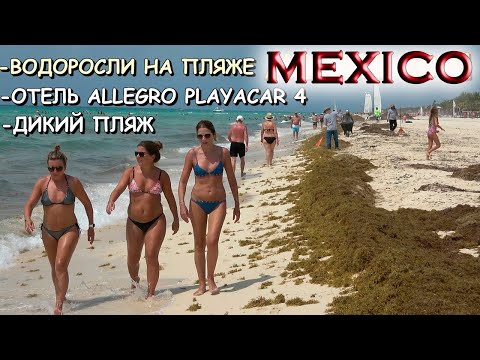 Видео: 🇲🇽МЕКСИКА.🏖ОТДЫХ В ОТЕЛЕ ALLEGRO PLAYACAR 4.🏝PLAYA DEL CARMEN💥ВОДОРОСЛИ НА ПЛЯЖЕ👉Хочу в Мексику 2022
