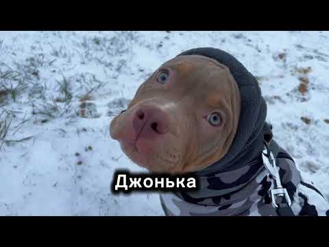 Видео: Американский Булли против Волка) #BullyJohn#Bully#Dogtrend#Funnydogs#американский булли#буллищенки