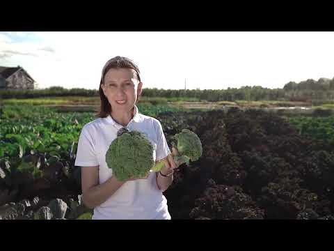 Видео: Капуста: белокочанная, брокколи, цветная, кольраби. Ассортимент.