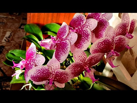 Видео: Зимнее цветение моих орхидей.