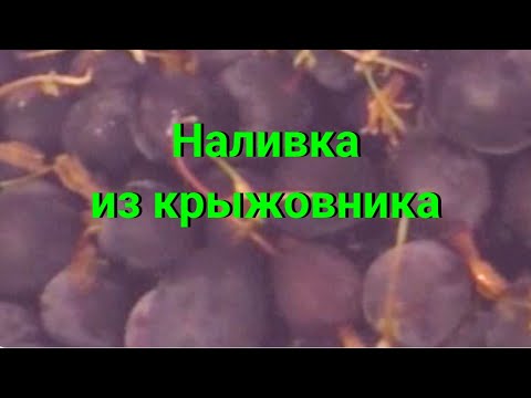 Видео: Наливка из крыжовника