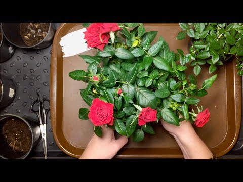 Видео: РОЗЫ🌹ДЕЛЕНИЕ И ПЕРЕСАДКА/ЗИМНЯЯ ПЕРЕДЕРЖКА РОЗ.
