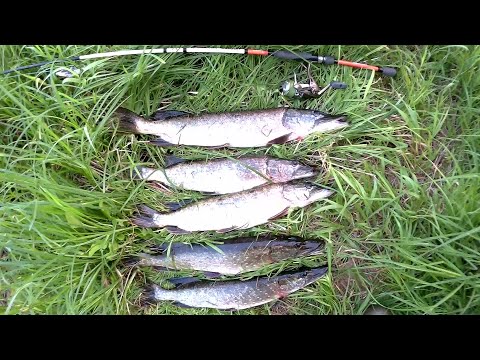 Видео: Щука ловля на спиннинг  река Днепр