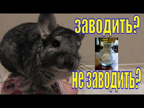 Видео: Шиншилла содержание уход питание /Елена и зверята
