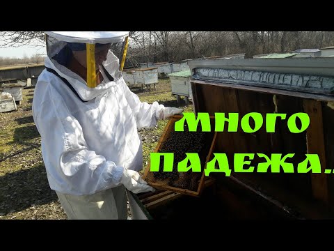 Видео: МНОГО ПАДЕЖА... СЛАБЫЕ СЕМЬИ... ЛЕТКИ... КОРМ... СОКРАЩАЮ ГНЕЗДА...