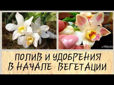 Видео: ОРХИДЕИ. Мои ХИЗИСЫ /chysis весной.