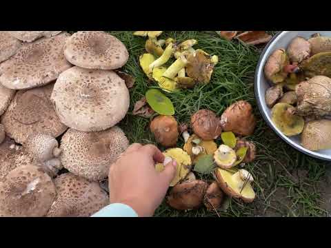 Видео: РАНОЧОК В СЕЛІ🏡СІЛЬСЬКИЙ ВАЙБ👩🏼‍🌾ГРИБИ БАГАТО ГРИБІВ ПОЛЬСЬКИЙ ГРИБ 🍄ГРИБ ЗОНТІК МАСЛЯТА РИЖИКИ ЗЕЛЕ