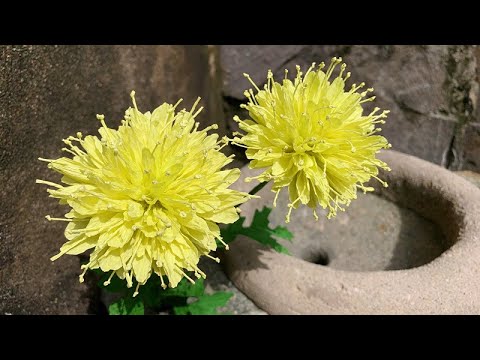 Видео: ABC TV | Как сделать бумажный цветок № 25 из гофрированной бумаги — мастер-класс