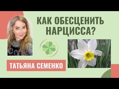 Видео: ✅Кого выберет НАРЦИСС? ✅Как ОБЕСЦЕНИТЬ нарцисса.