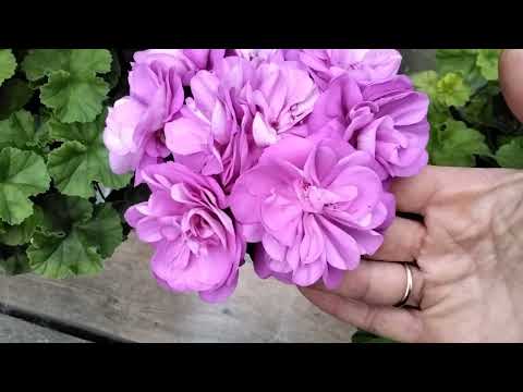 Видео: #414.Подробный обзор цветения  пеларгоний-новинок!