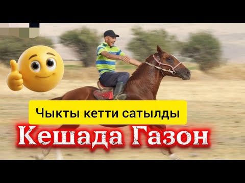 Видео: Чыкты кетти сатылды