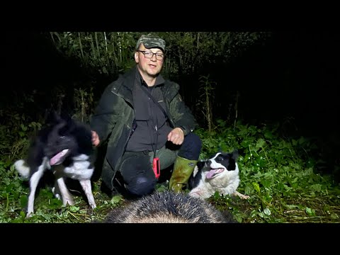Видео: В поисках ходового медведя .Путешествие по Карелии .  Часть 1 .Прикоснули лаек к зверю .