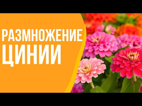Видео: ЧЕРЕНКОВАНИЕ И РАЗМНОЖЕНИЕ ЦИНИИ!