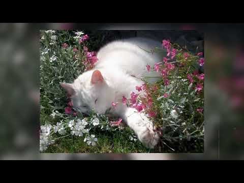 Видео: •🌷||Что ей снится?//speed up||🌷•