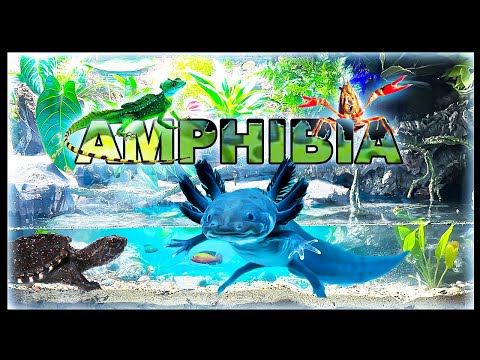 Видео: 150-галлонная симуляция болота (Битва за короля амфибий) Часть 1