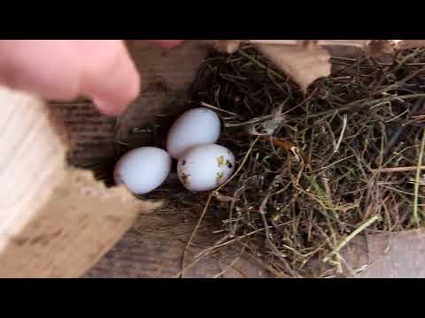 Видео: Курятник в теплице Ч. 2 на улице - 30