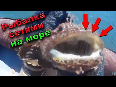 Видео: Ловля сетями камбалы, красноперки, бычков | Fishing nets on the sea