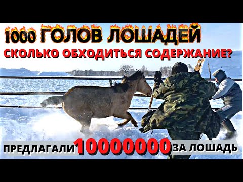 Видео: Обычный день Фермера/Как мы сортируем огромное поголовье Лошадей/КФХ Идиятуллин