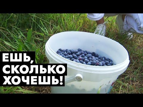 Видео: Фермер взорвал интернет – накормил весь город голубикой! | Плантация ягод