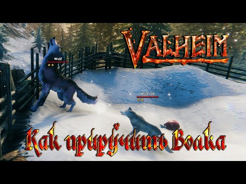 Видео: Valheim Гайд ► Как приручить волка ► Где найти элитного волка ► Волк vs Тролль