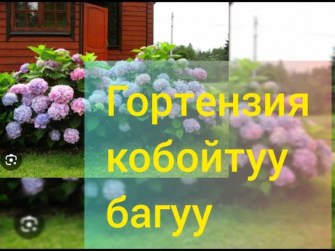 Видео: Гортензияны кобойтуу жолдору..