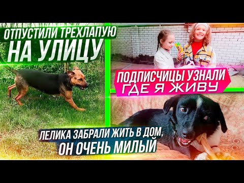 Видео: Отпустили Ласку ВПЕРВЫЕ на улицу. К нам пришли подписчицы с вкусняшками. Лелика забрали домой.