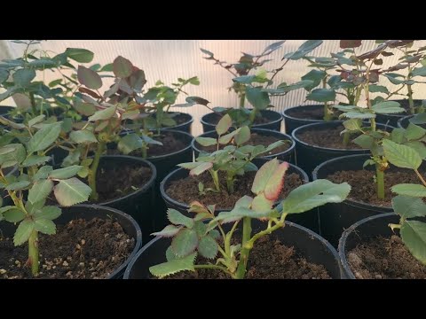 Видео: 3 важных вопроса о черенках роз