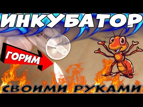 Видео: Как сделать инкубатор для муравьев из шприца