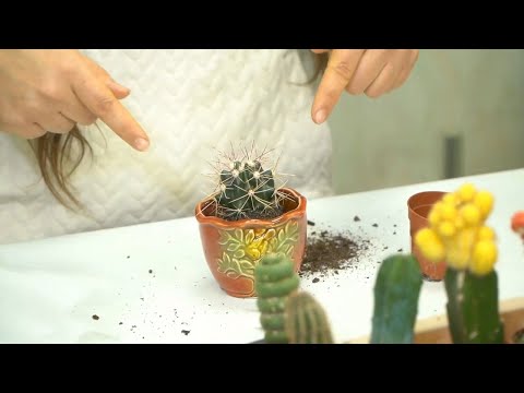 Видео: Как пересадить кактус?