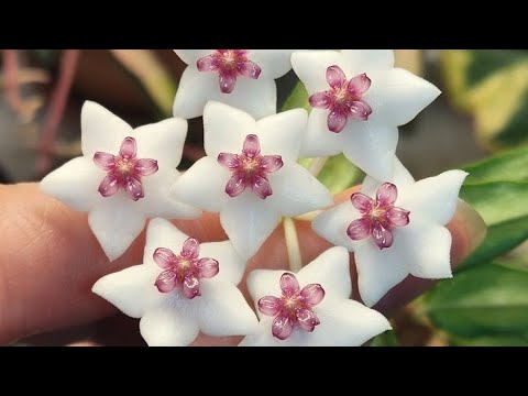 Видео: Огляд балкона: хойї🌿, орхи🌺 і компанія😅.