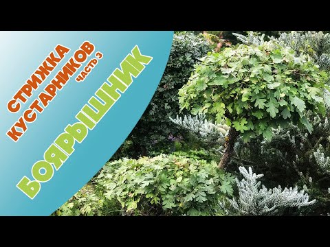 Видео: Боярышник.  Летняя стрижка лиственных кустарников. ч.3