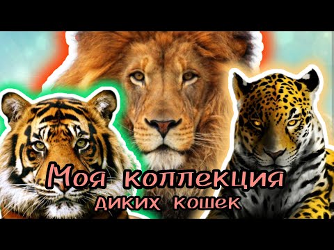 Видео: Моя коллекция диких кошек