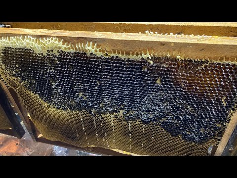 Видео: Мёд в Абхазии-пасека и наше хозяйство 😊