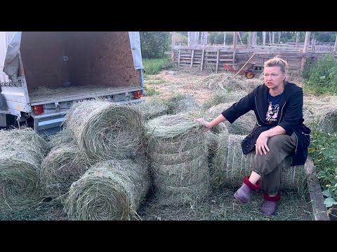 Видео: СИЖУ РЕВУ! А КАК ДИАНА СТРОГАЯ КОСИТ СЕНО?! СКАЗАЛА БЕЗ СЕНА НЕ ПРИЕЗЖАЙТЕ! НАДОРВАЛА МУЖА И ЗЯТЯ!