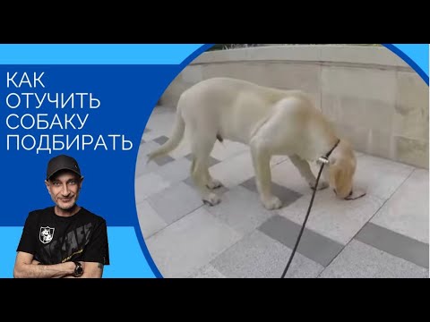 Видео: Как отучить собаку подбирать(Один из способов)