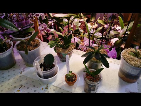 Видео: Обзор Мини и Микро Орхидей | Грунт для Мини Орхидей